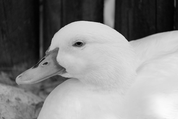 Close-up de um cisne empoleirado ao ar livre