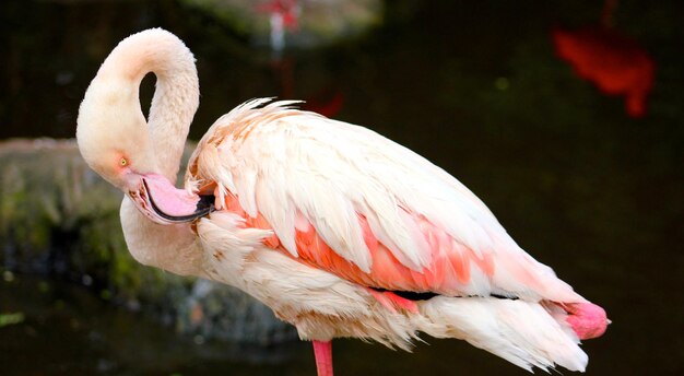 Foto close-up de um cisne empoleirado