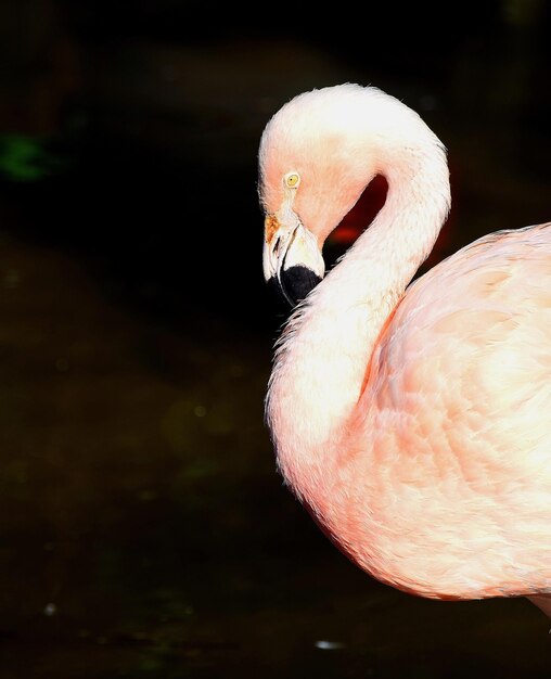 Foto close-up de um cisne na água