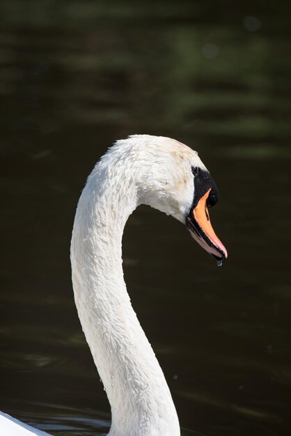 Foto close-up de um cisne nadando no lago