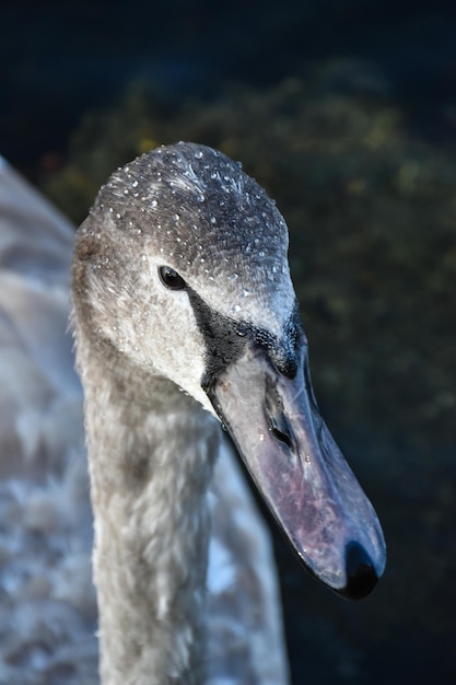 Close-up de um cisne nadando no lago