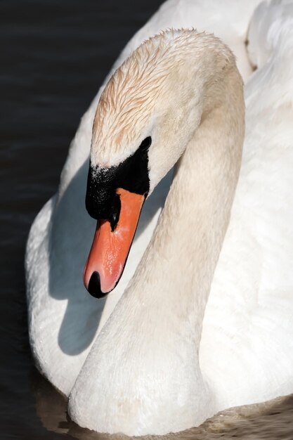 Foto close-up de um cisne no lago