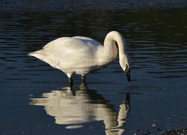 Foto close-up de um cisne no lago