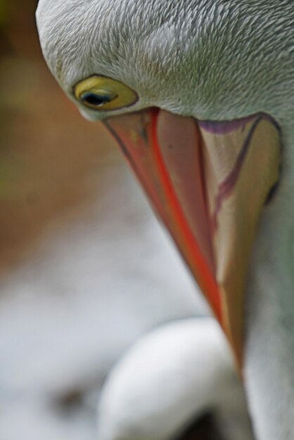 Foto close-up de um cisne