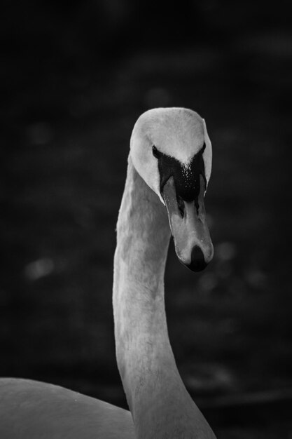 Foto close-up de um cisne