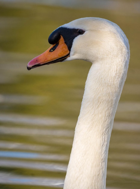 Foto close-up de um cisne