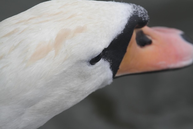 Foto close-up de um cisne
