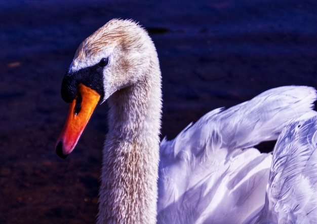 Close-up de um cisne