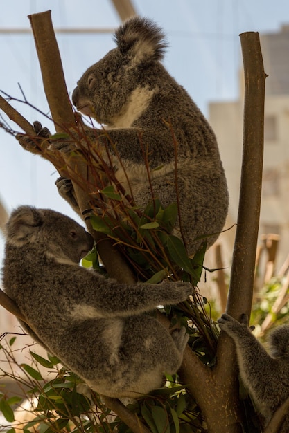 Foto close-up de um coala em uma árvore