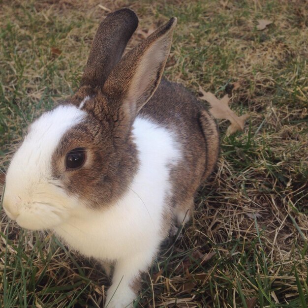 Foto close-up de um coelho em um campo gramado