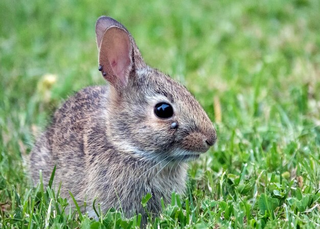 Foto close-up de um coelho no campo