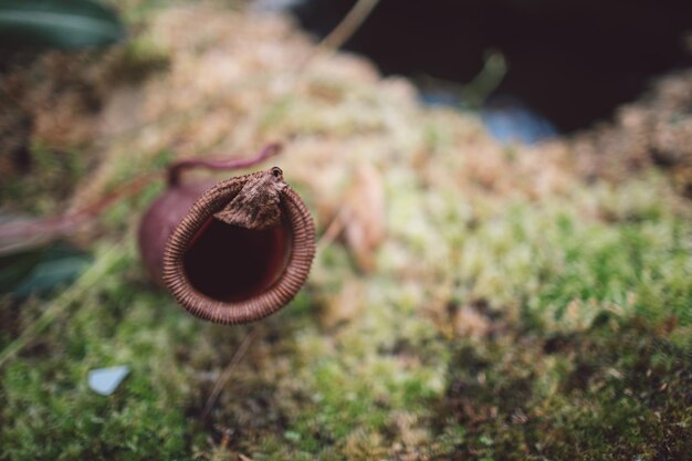 Close-up de um cogumelo no campo