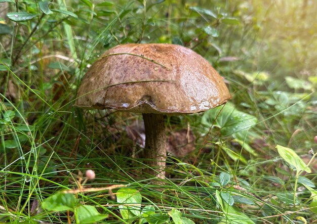 Close-up de um cogumelo porcini na floresta
