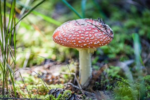 Close-up de um cogumelo venenoso na floresta