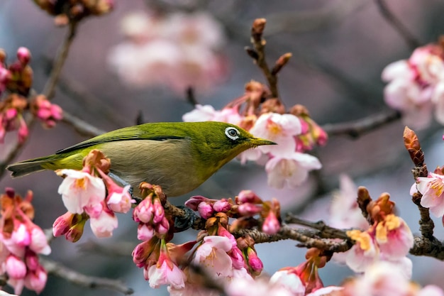 Close-up de um colibri empoleirado em uma árvore de cerejeira