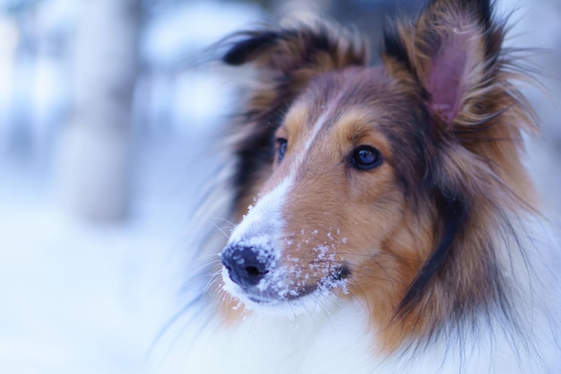Close-up de um collie áspero olhando para longe durante o inverno