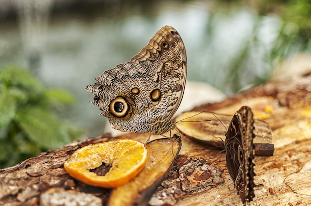 Close-up, de, um, comum, buckeye, borboleta, comer, frutas