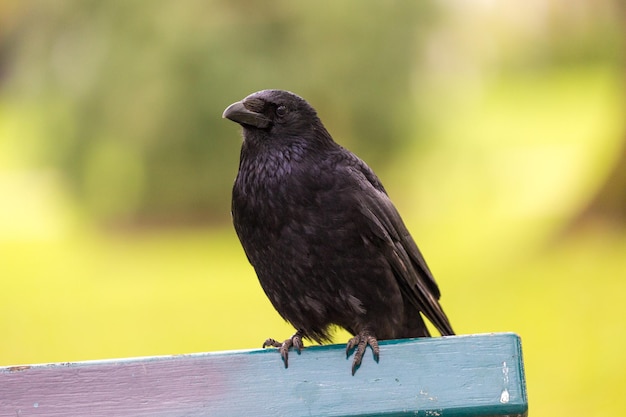 Foto close-up de um corvo sentado