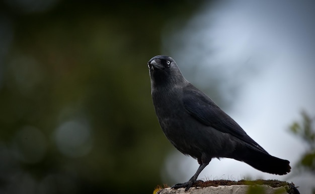 Close-up de um corvo