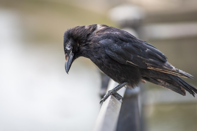 Foto close-up de um corvo