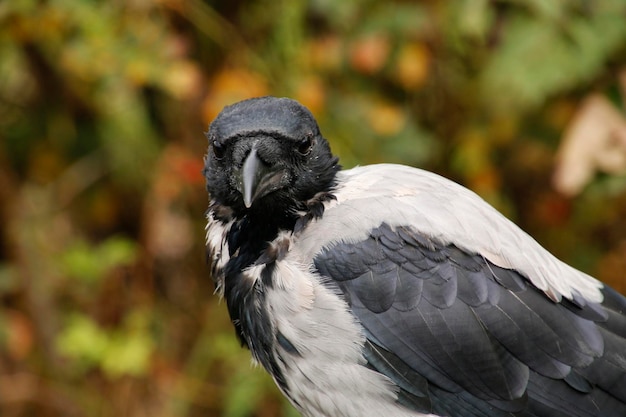 Foto close-up de um corvo