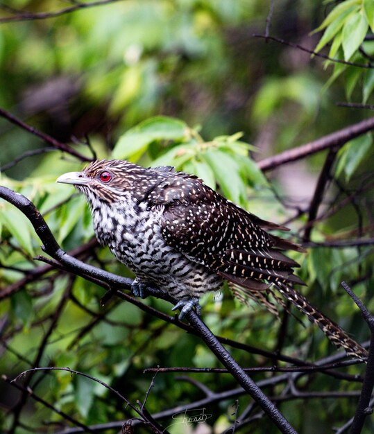 Foto close-up de um coyal empoleirado em um galho