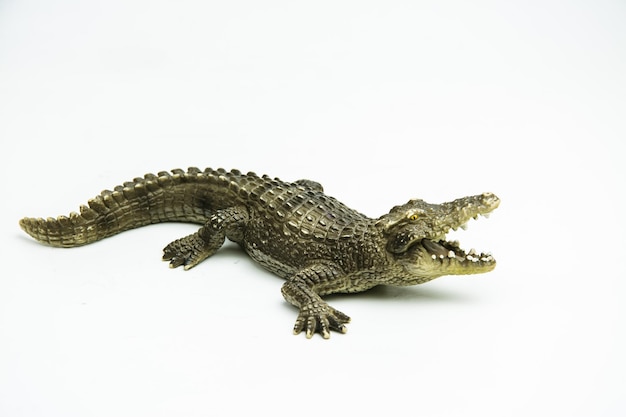 Close-up de um crocodilo em fundo branco