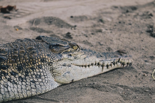 Close-up de um crocodilo em terra