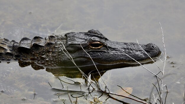 Close-up de um crocodilo em um lago