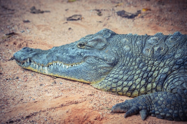 Close-up de um crocodilo em uma estrada de terra