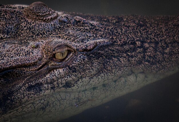 Foto close-up de um crocodilo na água