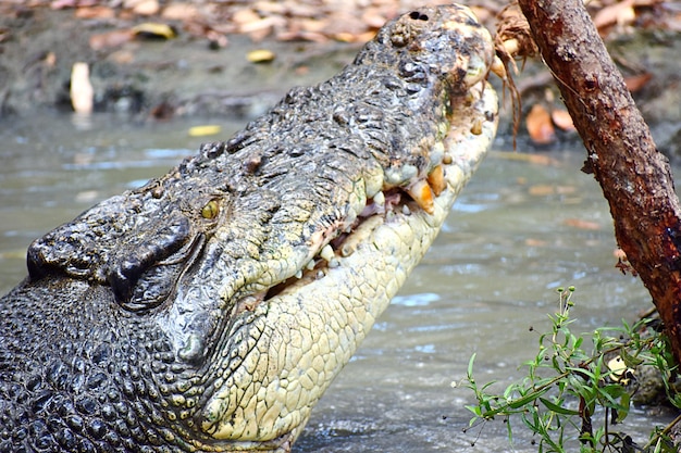 Close-up de um crocodilo na água