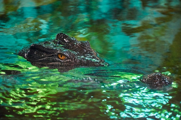 Close-up de um crocodilo na água