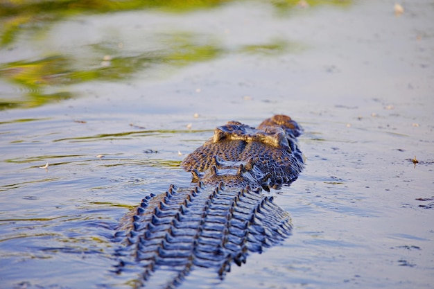 Foto close-up de um crocodilo nadando em um lago