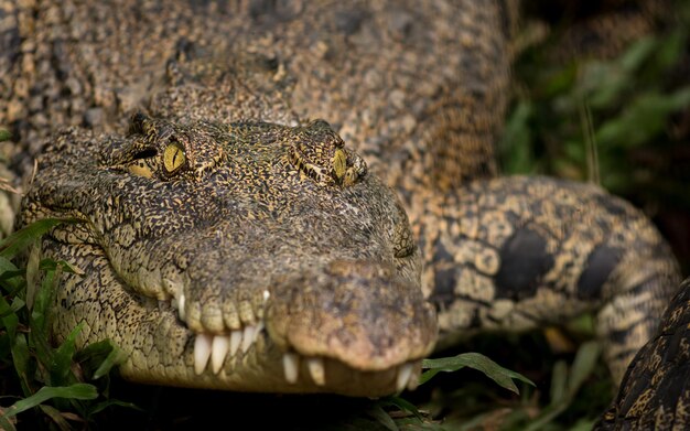 Close-up de um crocodilo