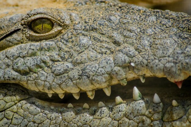 Foto close-up de um crocodilo