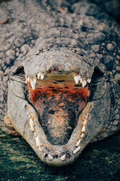 Foto close-up de um crocodilo