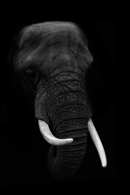 Foto close-up de um elefante contra um fundo preto