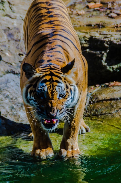 Foto close-up de um elefante na água