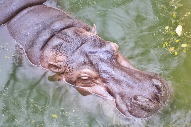 Close-up de um elefante nadando em um lago