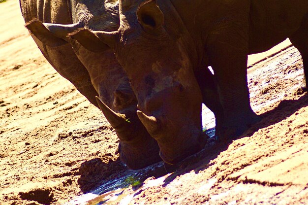 Foto close-up de um elefante no campo