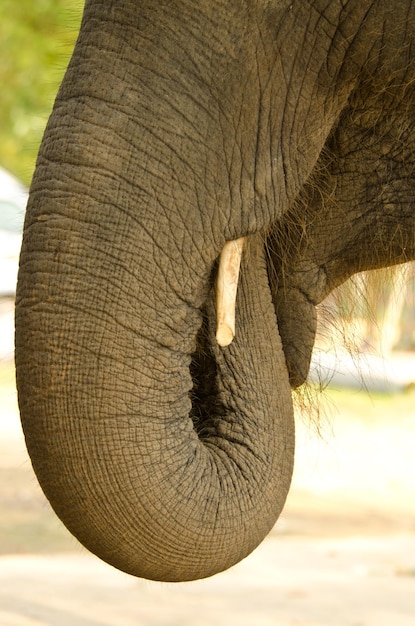 Foto close-up de um elefante no campo