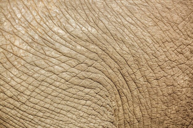 Foto close-up de um elefante no zoológico