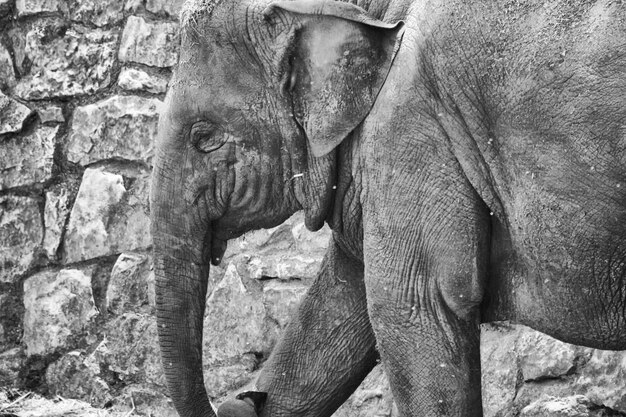 Foto close-up de um elefante