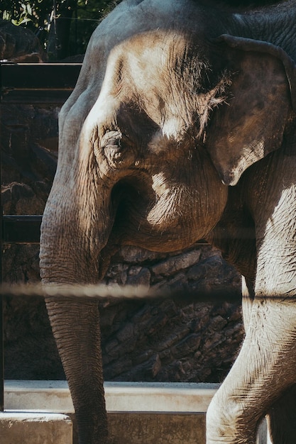 Foto close-up de um elefante