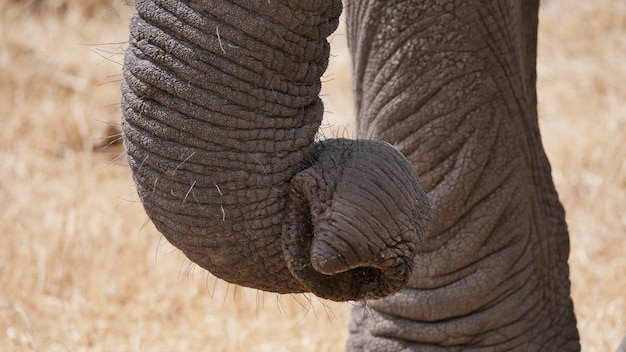 Close-up de um elefante