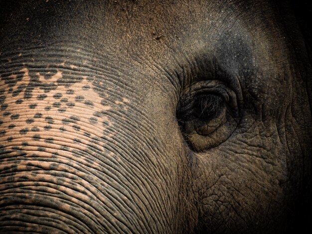 Foto close-up de um elefante