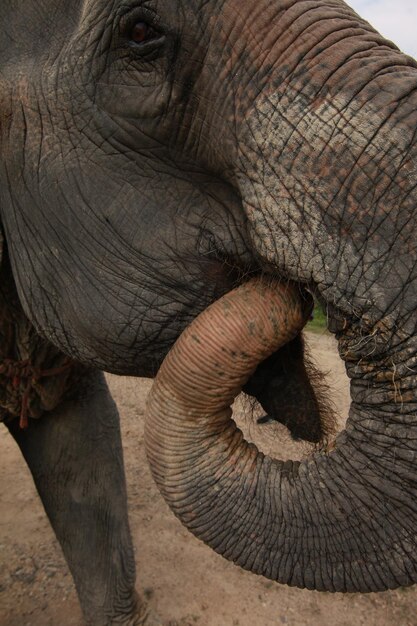 Foto close-up de um elefante