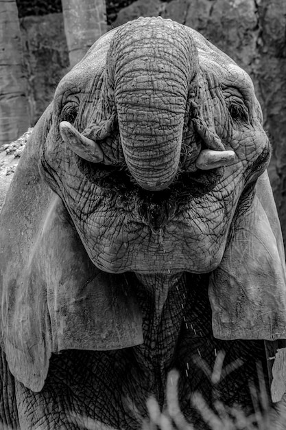 Close-up de um elefante