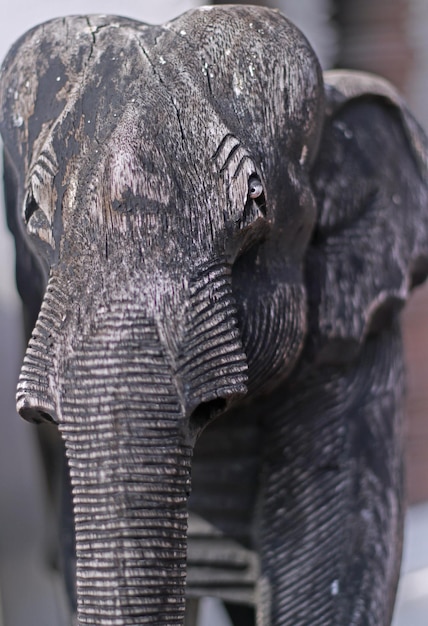 Foto close-up de um elefante